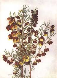 Boronia Absolute Regarded By Many Perfumiers As The Nearest Thing To Heaven Is Possibly The Most Exp Australian Wildflowers Wildflower Paintings Botanical Art