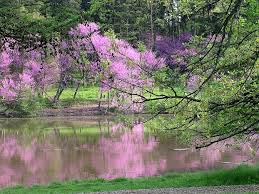 A google ingyenes szolgáltatása azonnal lefordítja a szavakat, kifejezéseket és weboldalakat a magyar és több mint 100 további nyelv kombinációjában. Eastern Redbud Spring S Early Pleasing Pastel Of Magenta Pink
