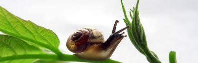 One of the largest and most damaging snails on earth, giant african land snails (gals) first invaded southern florida in the 1960s. What Do Snails Eat Snail Facts And Information