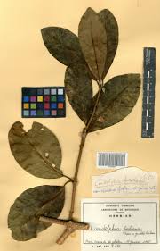 Image result for Landolphia foretiana