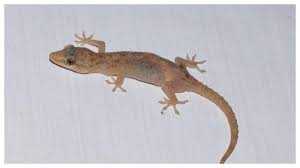 Malam Sebelum Lina Meninggal Sule Sempat Kejatuhan Cicak Di Kaki Benarkah Pertanda Kabar Buruk Tribun Kaltim