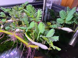 Image result for Neptunia oleracea