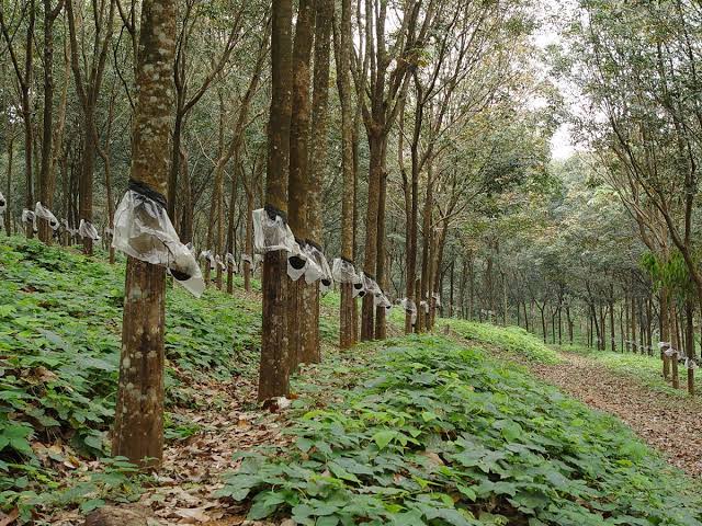 Natural rubber prices in the domestic market have touched a historic high  of ₹290 per kg for RSS-IV grade, driven by strong demand from consuming  industries and tight supplies, pushing Indian prices