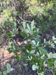 Image result for Brachylaena huillensis