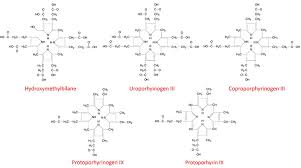 Image result for Heme