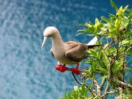 White Bird With Blue Feet A White Bird With A Blue Beak And Red Webbed Feet Perches On A Small Tree Limb Next To The Ocean