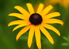 Check spelling or type a new query. Six Long Blooming Perennials English Gardens