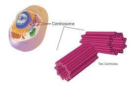 Maybe you would like to learn more about one of these? Centrosome