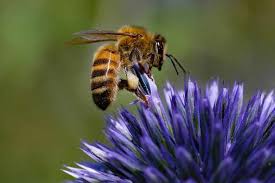 Maybe you would like to learn more about one of these? Help Honey Bees Survive Gb Wildlife
