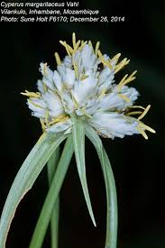 Image result for Cyperus margaritaceus