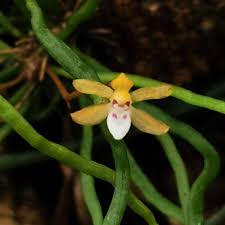 Image result for Taeniophyllum