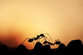 Image result for tbn:ekRZeqiUkU8b5M::www.hormiga.org/fondosescritorio/wallpapers/Paisajes-y-naturaleza/fotos/Paisajes-22.jpg