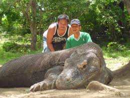 Sedang biawak umumnya lebih berwarna gelap. Komodo My First Seven Wonders Of Nature End