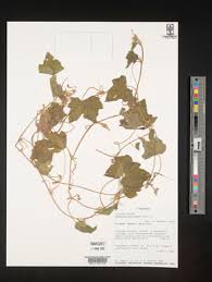 Image result for Oreosyce africana