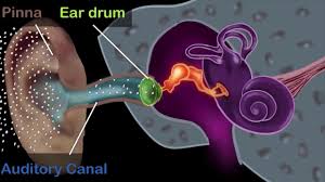 Human Ear Structure Working Hindi Physics Khan Academy Youtube