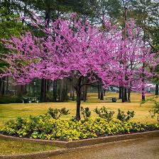 Whether you're looking for a quaint little ornamental tree or a large shade tree, there is a zone 9 flowering tree that can meet your needs. Forest Pansy Redbud Tree Redbud Tree Spring Flowering Trees Ornamental Trees