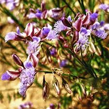 Image result for Polygala stenopetala