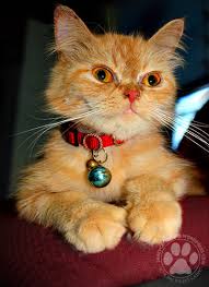 Ini menunjukkan bahwa pemilik hewan kucing persia sangat menyukai kucing … kucing adalah salah satu hewan peliharaan yang berkembang biak dengan menjadi hamil seperti mamalia lainnya. Kenali Kucing Anda Jarey Cat Lovers