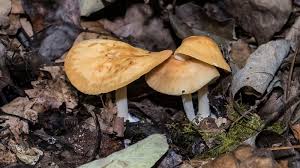 Image result for Marasmius sp.