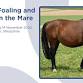 Practical Foaling and Dystocia in the Mare event image