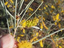 Image result for Acalypha brachystachya