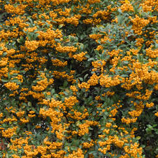 Image result for Pyracantha coccinea golden charmer