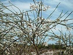 Image result for Retama monosperma