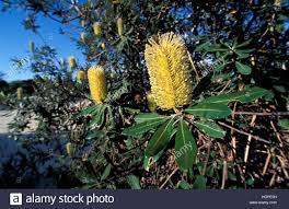 Banksia Australia Yellow Flowers Wild Flowers Stock Photography