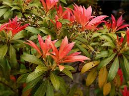Image result for Pieris japonský obrázek