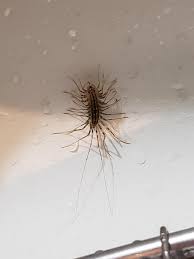 Limited time sale easy return. Help What S This Bug Found In My Kitchen Sink In La About An Inch Long Whatsthisbug