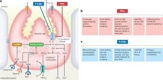 Image result for Potassium Competitive Acid Blocker