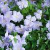 Pruning will help keep your clematis vines healthy. Https Encrypted Tbn0 Gstatic Com Images Q Tbn And9gctqmlecqj Ewvatnzyzhd8nhxxyll7fuey9kefo7ubfkhjocdm2 Usqp Cau