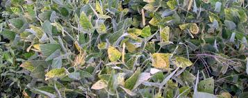 Image result for Alfalfa mosaic virus