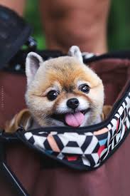 Pin By Warm Bear On Mew Suppasit Animals Mew Chopper