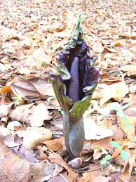 Image result for Amorphophallus abyssinicus