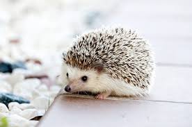 Igel Im Garten Ansiedeln Was Tun Was Brauchen Igel Tipps Tricks Igel Im Garten Niedliche Igel Susse Tierfotos