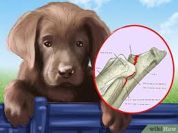 Favorite this post jul 17 kitten needing good home How To Buy A Chocolate Labrador With Pictures Wikihow