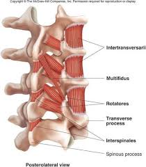 Rotatores Interspinales And Intertransversarii Brent Brookbush Body Anatomy Human Anatomy And Physiology Massage Therapy