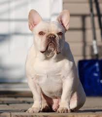 While french bulldog colors vary depending on the parents' genes, what these incredible dogs are most known for is their adorable and charming demeanor. Blue French Bulldog French Bulldog Colors Ethical Frenchie