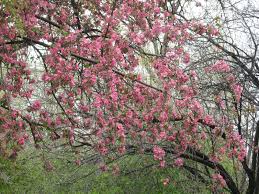 The Sugar-Plum Tree - The Sugar-Plum Tree Poem By Eugene Field