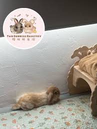 My rabbit chew the dang cord Idk how safe rewiring a Christmas tree is but  uh it worked 😂 luckily I have some wire cover she usually doesn't go for  the wires