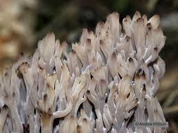 Image result for Clavulina cinerea