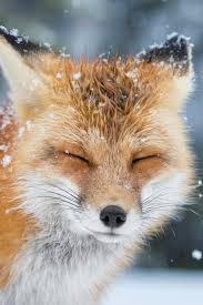 B0ney4rd Cute Animals Animals Wild Animals