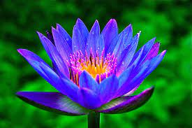 Relax Sleep S Special Ingredients Blue Lotus Of The Nile Symbolically Linked To Wisdom Intelligenc Blue Lotus Beautiful Gardens Flowers Beautiful Flowers