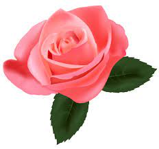 Pink Rose Png Clipart Flower Art Rose Clipart Pink Rose Png
