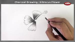 Hibiscus Flower Sketching With Charcoal Pencil Hibiscus Flower Drawing Charcoal Pencil Shading Youtube The best charcoal pencil drawing tutorial of hibiscus flowers. hibiscus flower sketching with charcoal pencil hibiscus flower drawing charcoal pencil shading