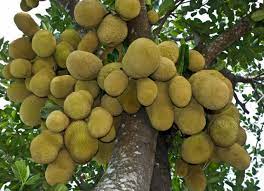 Some also believe that jackfruit could be part of the solution to ending world hunger, which begs the question: Jackfruits Tree Photo Jackfruit Is The Largest Tree Borne Fruit Png Hi Res 720p Hd