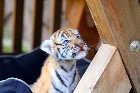 Werden die katzen gefüttert, mit je einer milch pro katze, rennen diese kurz über die farm und legen sich dann an der katzenhütte zum schlafen. Paar Will Exotische Katze Kaufen Und Bekommt Einen Tiger