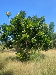 Image result for Barringtonia asiatica
