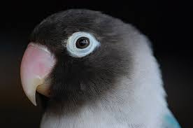 lovebird batman termahal